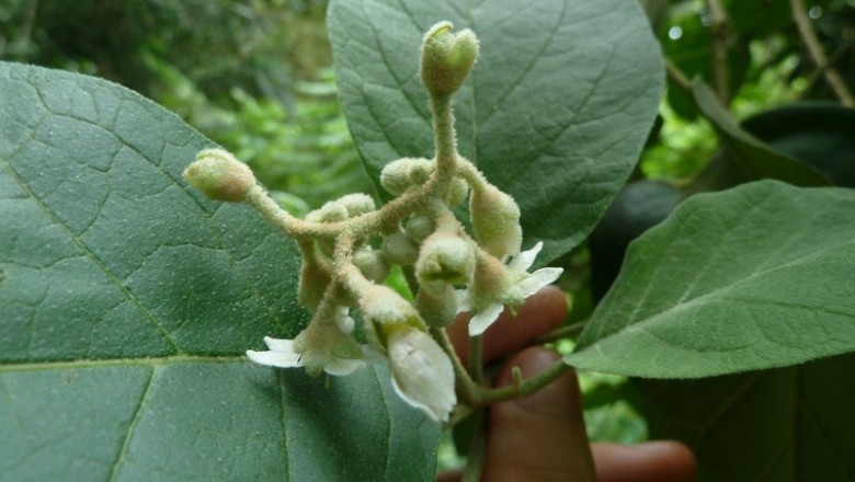 Cây Ngoi. Solanum verbascifolium L. - Cây Thuốc Nam Quanh Ta
